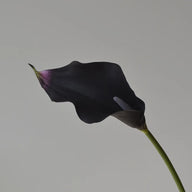 Black purple